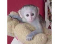 well-tamed-white-face-baby-capuchin-monkey-for-free-adoption-small-0