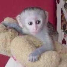 well-tamed-white-face-baby-capuchin-monkey-for-free-adoption-big-0