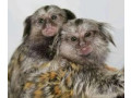 male-and-female-baby-capuchin-monkeys-for-adoption-small-0