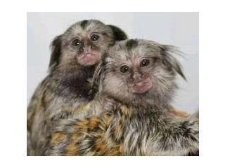 Male and Female Baby Capuchin Monkeys For Adoption