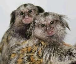 male-and-female-baby-capuchin-monkeys-for-adoption-big-0