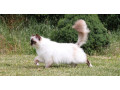 ragdoll-kittens-small-0