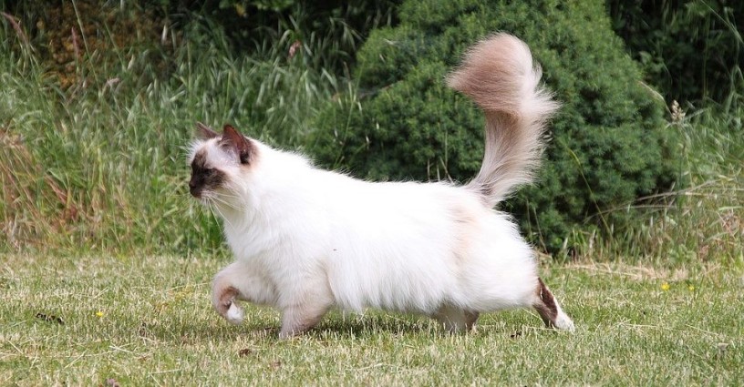 ragdoll-kittens-big-0