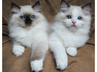 Male and female Ragdoll Kittens