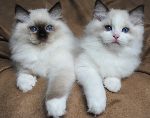 male-and-female-ragdoll-kittens-big-0