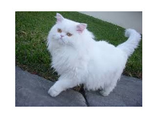 All White Persian Kitten.