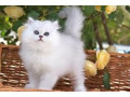 beautiful-solid-white-blue-eyed-persian-female-kitten-small-0