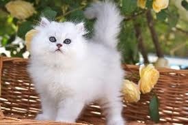 beautiful-solid-white-blue-eyed-persian-female-kitten-big-0