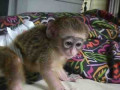 cute-little-female-capuchin-small-0