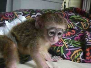 cute-little-female-capuchin-big-0