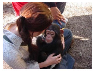 Lovely chimpanzee for adoption