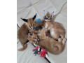 serval-savannah-und-karakalkatzchen-small-2