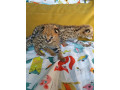 serval-savannah-und-karakalkatzchen-small-3