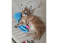 serval-savannah-und-karakalkatzchen-small-1