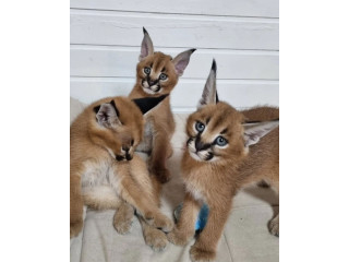 Serval-, Savannah- und Karakalkätzchen