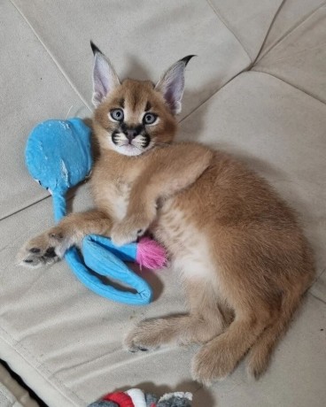 serval-savannah-und-karakalkatzchen-big-1