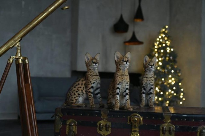 serval-savannah-und-karakalkatzchen-big-4