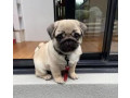 pugmops-pentru-adoptia-de-craciun-small-2