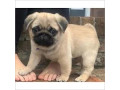 pugmops-pentru-adoptia-de-craciun-small-0