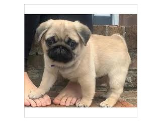 Pug/Mops pentru adopția de Crăciun