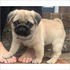 pugmops-pentru-adoptia-de-craciun-big-0
