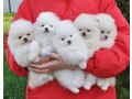 mini-pomeranian-zwergspitz-weiss-creme-welpen-aus-deutscher-zucht-small-0