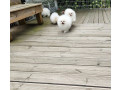 mini-pomeranian-zwergspitz-weiss-creme-welpen-aus-deutscher-zucht-small-1