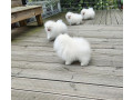 mini-pomeranian-zwergspitz-weiss-creme-welpen-aus-deutscher-zucht-small-2