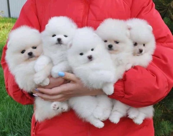 mini-pomeranian-zwergspitz-weiss-creme-welpen-aus-deutscher-zucht-big-0