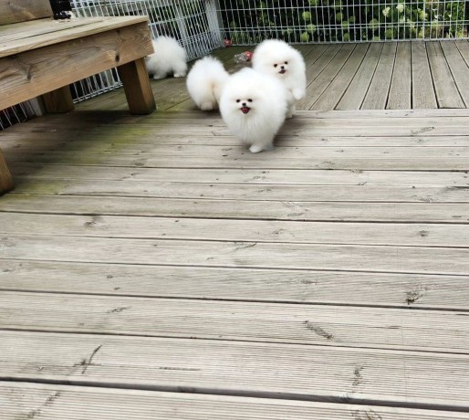 mini-pomeranian-zwergspitz-weiss-creme-welpen-aus-deutscher-zucht-big-1