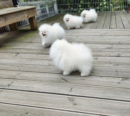 mini-pomeranian-zwergspitz-weiss-creme-welpen-aus-deutscher-zucht-big-2