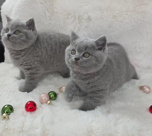 wunderschone-bkh-kitten-big-4