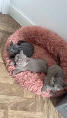 bkh-britisch-kurzhaar-kitten-suchen-noch-eine-familie-big-2