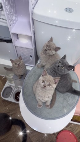 bkh-britisch-kurzhaar-kitten-suchen-noch-eine-familie-big-0
