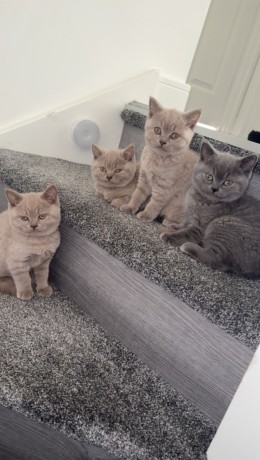 bkh-britisch-kurzhaar-kitten-suchen-noch-eine-familie-big-1