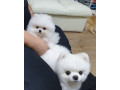 wow-entzuckende-pomerania-welpen-zur-adoption-small-0