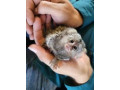 little-sweet-marmoset-monkey-small-0