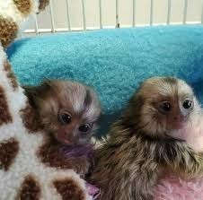 disponibili-le-affascinanti-scimmie-marmotta-big-0