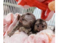 scimmie-marmotta-pronte-per-ladozione-small-0