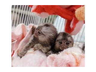 Scimmie marmotta pronte per l'adozione