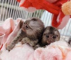 scimmie-marmotta-pronte-per-ladozione-big-0