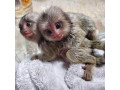 scimmie-marmoset-gemelle-in-vendita-small-0
