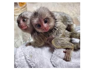 Scimmie marmoset gemelle in vendita