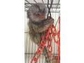 scimmia-marmoset-pigmea-disponibile-small-0