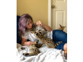 gattini-serval-savana-e-caracal-small-5