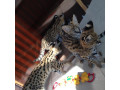 gattini-serval-savana-e-caracal-small-3