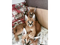 gattini-serval-savana-e-caracal-small-2