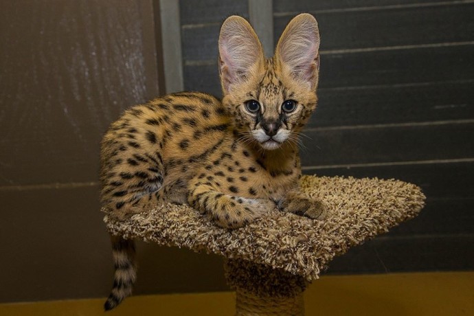 gattini-serval-savana-e-caracal-big-4