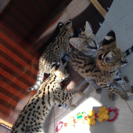 gattini-serval-savana-e-caracal-big-3