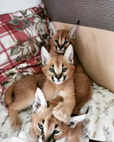gattini-serval-savana-e-caracal-big-2